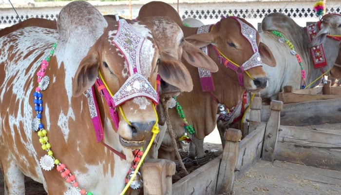 Sacrificial animals on display at a cattle market ahead of Eidul Azha. — APP/File