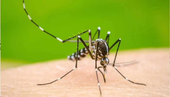 A representational image of a mosquito infected with dengue virus. — APP/File