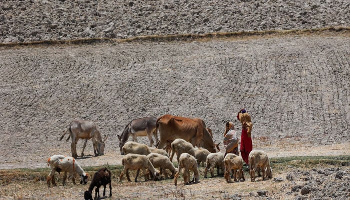 Women cover their faces with scarfs to avoid sunlight as they herd cattle during a hot summer day. — Reuters/File