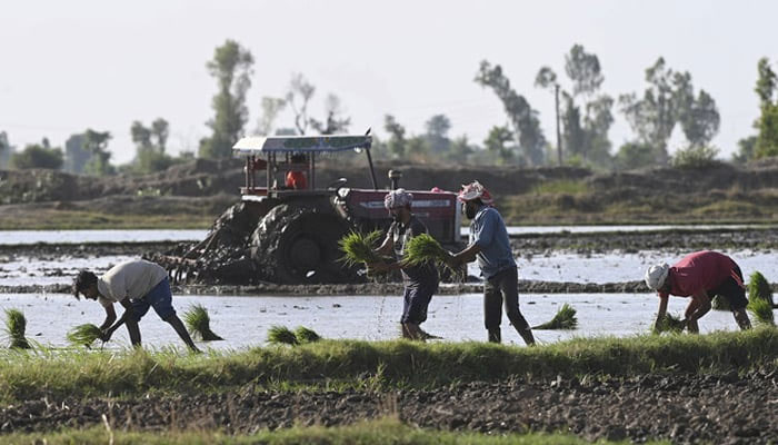 Farmers plant rice seedlings at paddy fields on the outskirts of Lahore. — AFP/File