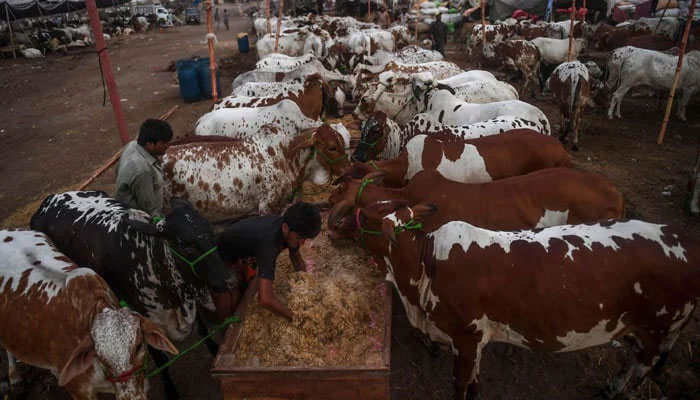 A trader feeds cows at a cattle market set up for the upcoming Eid ul Azha. — AFP/File