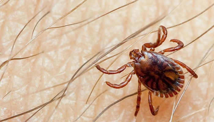 A representational image of a tick carrying Congo virus. — APP/File