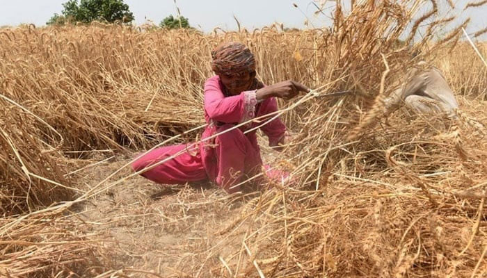 In this photo, a farmer harvests wheat in a field. — AFP/File