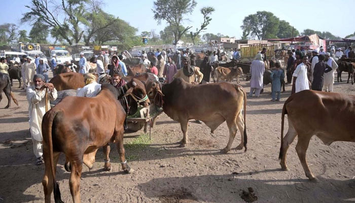 Vendors displaying sacrificial animals in a cattle market ahead of Eid ul Azha on May 21, 2024. — APP