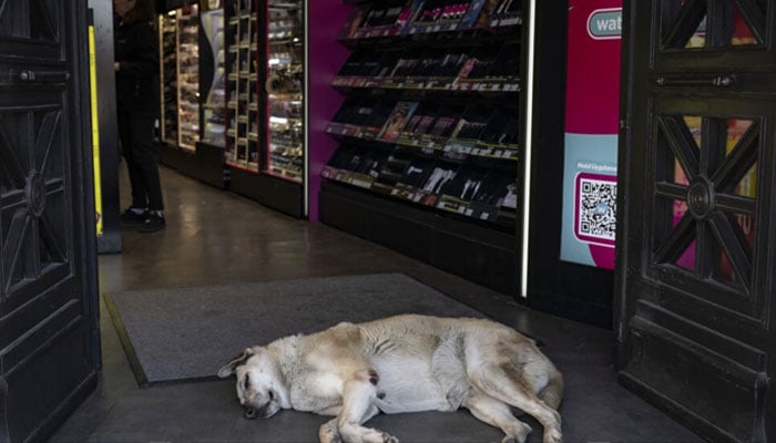 A stray dog seen outside a store in Turkey in this undated image. — AFP/file