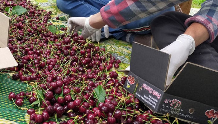 Farmers pack freshly-harvested cherries at a farm in Pakistans northern Gilgit-Baltistan region, on June 15, 2021. — Xinhuanet