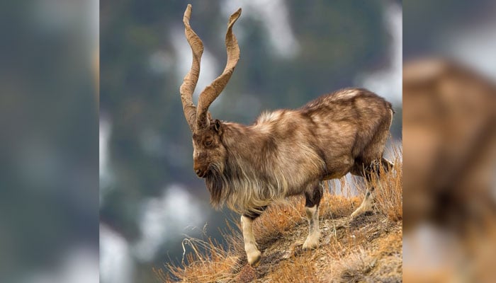 This image shows Kashmir Markhor in Chitral Gol National Park (CGNP) in Khyber Pakhtunkhwain this image released on August 14, 2021. — X/@ZahranCR