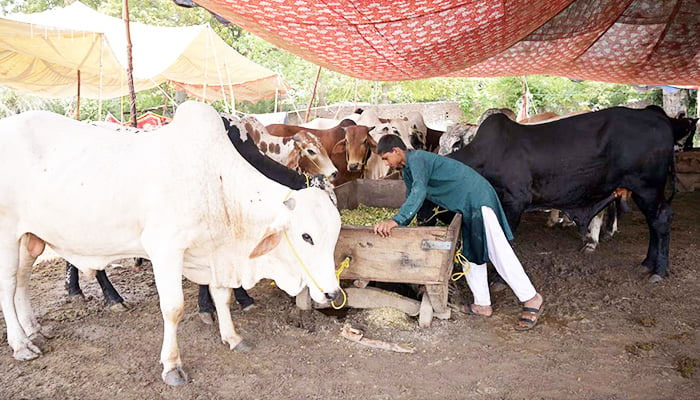 Vendors display sacrificial animals in connection with upcoming Eidul Azha at Jhang mor Cattle Market in Sargodha on June 6, 2024. — APP