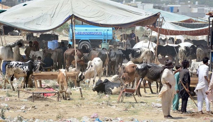 Vendors display sacrificial animals at a cattle market ahead of Eidul Azha in Bhatta Chowk, in Rawalpindi on June 7, 2024. — Online