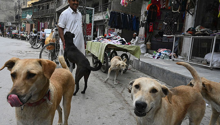 A local resident plays with stray dogs on a street before feeding them with chicken waste from shops in Rawalpindi on March 21, 2021. — AFP