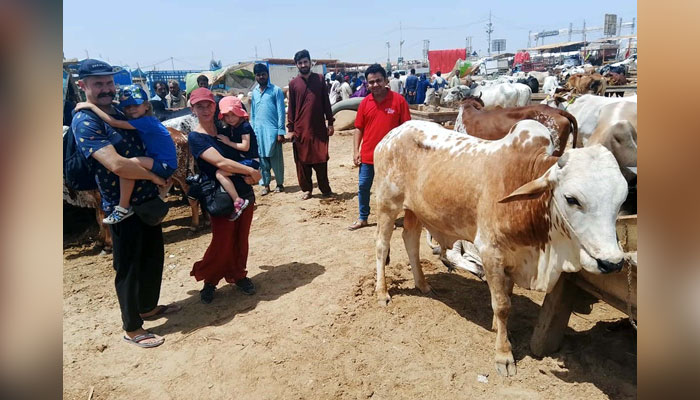 Sacrificial animals wait for their buyers at a makeshift sacrificial animals market established for the upcoming festival Eid-ul-Azha, at Northern Bypass Road in Karachi on June 10, 2024. — PPI