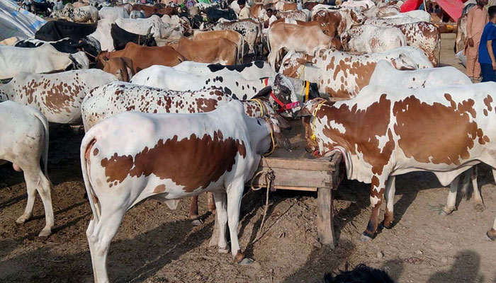 Sacrificial animals wait for their buyers at a makeshift cattle market at Northern Bypass Road in Karachi on June 10, 2024. — PPI