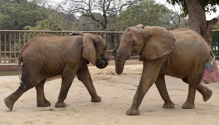 In this photograph taken on February 28, 2018, elephants are pictured in their cage at the Karachi Zoo. — AFP