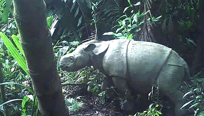 This 2021 handout image released by Indonesias environment ministry shows one of two rare Javan rhino calves that were caught on video in Ujung Kulon National Park. — AFP/file