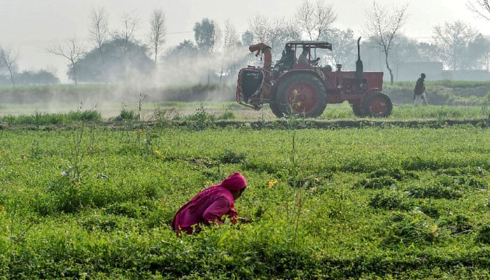 In this picture taken on February 23, 2020, officials of the Agriculture Department on a tractor spray pesticides to kill locusts as a farmer works in a field in Pipli Pahar village in Punjab. — AFP