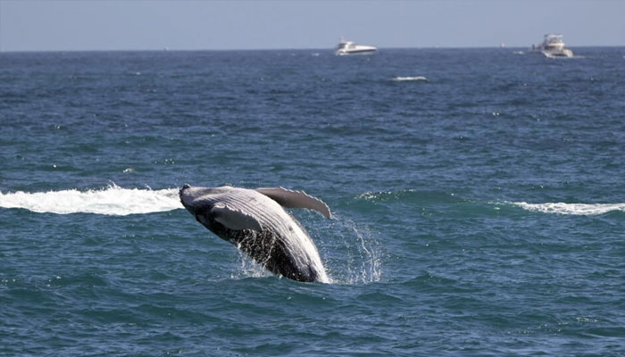 A gray whale is seen in this undated photo. — AFP/file