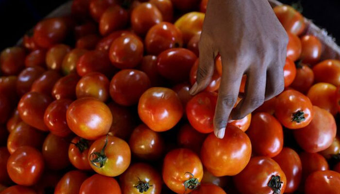 A vegetable vendor sorts tomatoes at a wholesale market. — Reuters/File