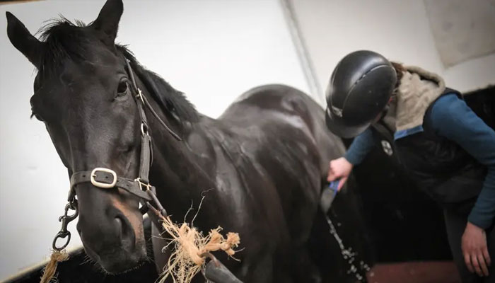 A horsewoman takes care of a thoroughbred horse at the Ecurie de la seconde Chance in Combree, western France. — AFP/file