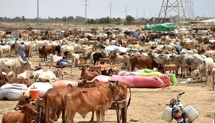 A representational image of animals being sold at a cattle market. — INP/File