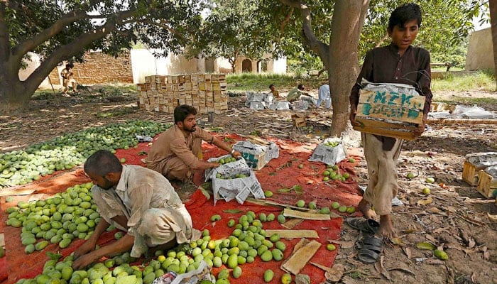 A representational image showing workers sorting and packing fruits at a farm. — AFP/File