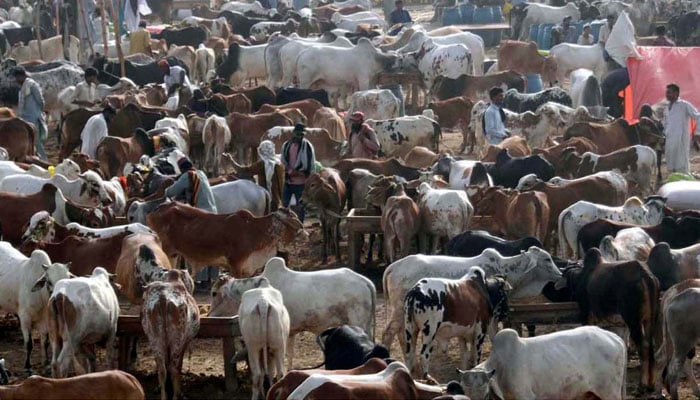 A representational image showing sacrificial animals at a makeshift cattle market established ahead of Eidul Azha. — PPI/File