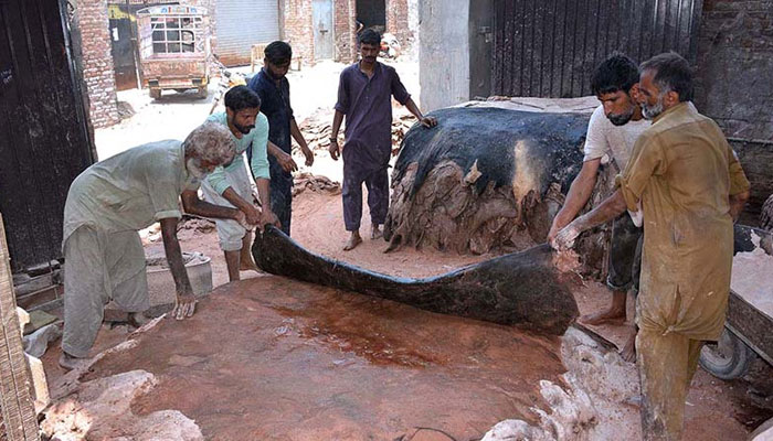 Workers preserves sacrificial animal hides at their warehouse. — APP/File