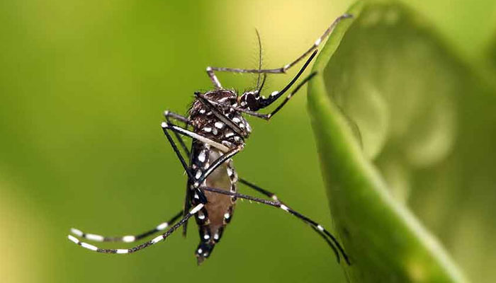 Representational image of a dengue mosquito. — APP/File