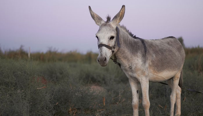 Representational image of Donkey. — Unsplash/File