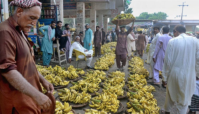 Traders displaying bananas during the auction as shopkeepers participate in the bidding of bananas at the Fruit Market on October 10, 2023. — APP.