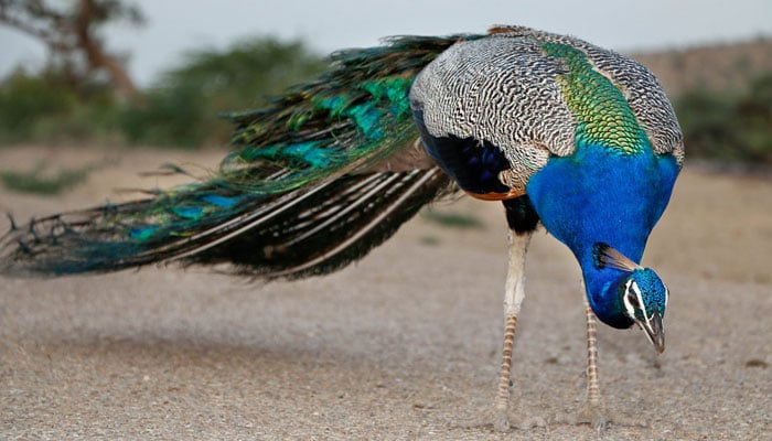 This image shows a peacock in Tharparkar district. — Facebook/Guddu Pakistani/File