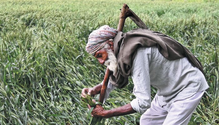 A farmer checks crops damaged following heavy rains. — AFP/File