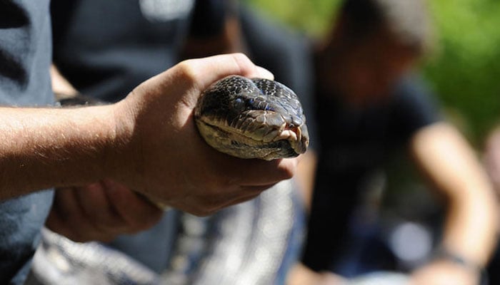 A representational image of a python.— AFP/file
