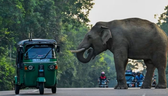 A rickshaw drives past a wild elephant crossing a road in Habarana, Sri Lanka on Feb 20, 2024. — AFP