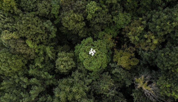 A representative image of a forest. — AFP/file