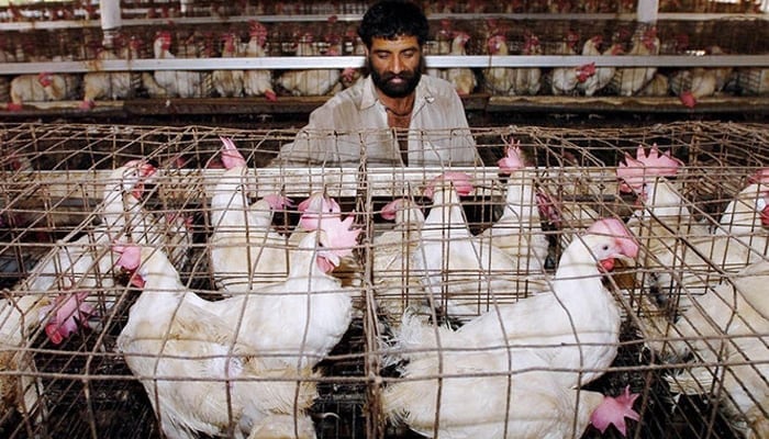 A poultry worker checks chicken at a poultry farm. — AFP/File