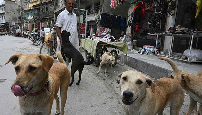 Representational image of stray dogs. — AFP/File