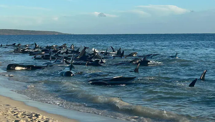 A represtnational image of whales stranded on a beach.— AFP/file