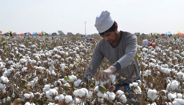 A farmer can be seen in a cotton field. — AFP File