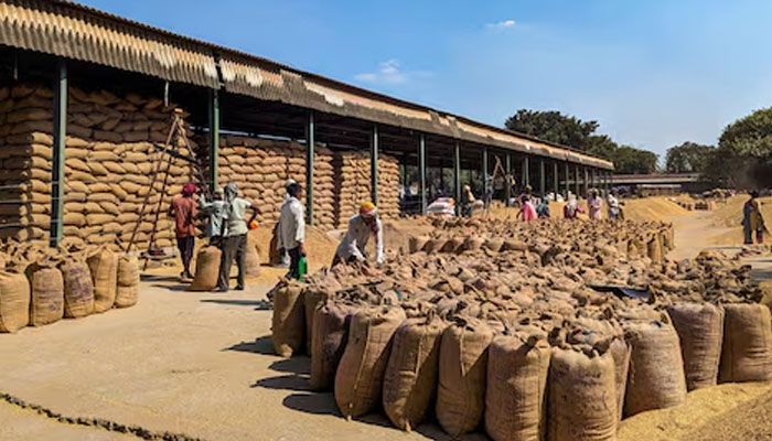 Workers weigh and pack paddy bags at Sitapur market, in the northern state of Uttar Pradesh, India October 20, 2023. — Reuters