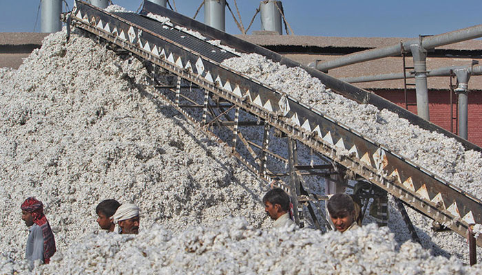 Pakistani workers process freshly picked cotton at a factory on February 24, 2016. — AFP