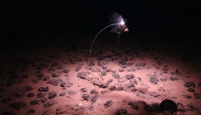 A luminous fish seen in the depths of the Pacific Ocean. — AFP/file