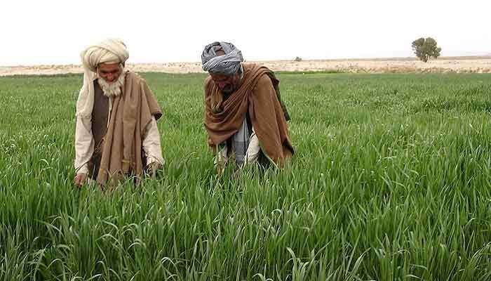 Two men looking at their crops in a field in this undated picture. — ADB/File