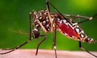RWMC carries out anti-dengue awareness drive
