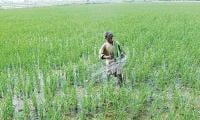 Experts call for flaxseed cultivation