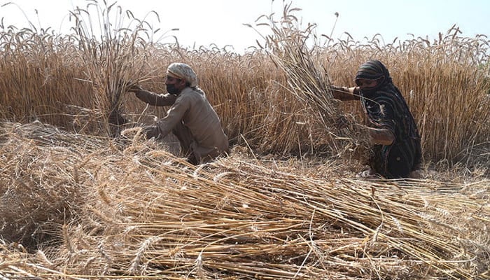 A representational image shows farmers harvesting crops. — AFP/File