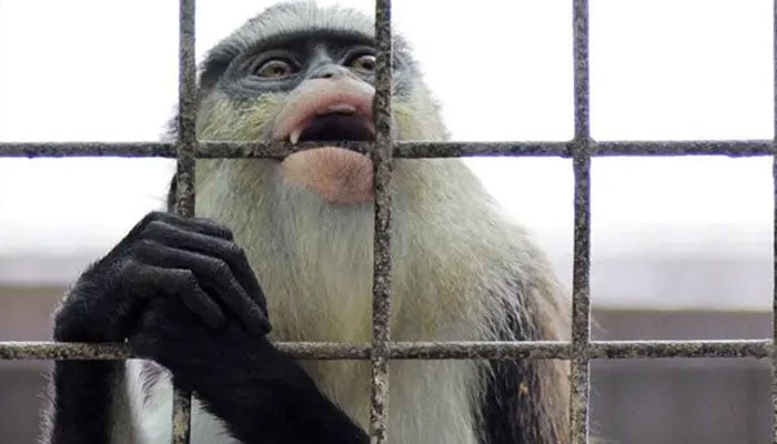 A Dents Mona monkey is seen behind bars in its cage at the Dubai Zoo.— Reuters/file