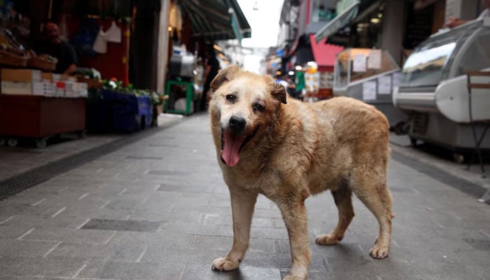 Garip, a stray dog, who has been taken care by the shopkeepers at a local market, is pictured in Istanbul, Turkey, July 23, 2024. — Reuters