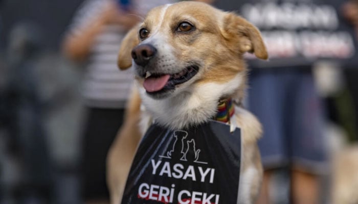 A dog with a placard reading withdraw the law at a protest in Istanbul. — AFP/file