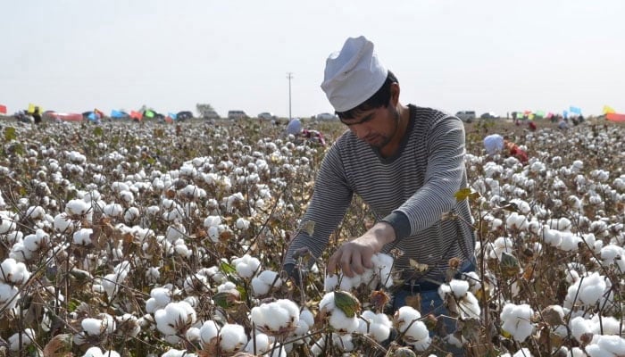 A representational image showing a farmer picking cotton in a field. — AFP/File