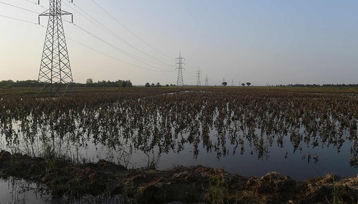 In this picture a general view shows cotton crops damaged by flood waters at Bhanbro village in Sukkur, Sindh by rain on August 30, 2022 — AFP